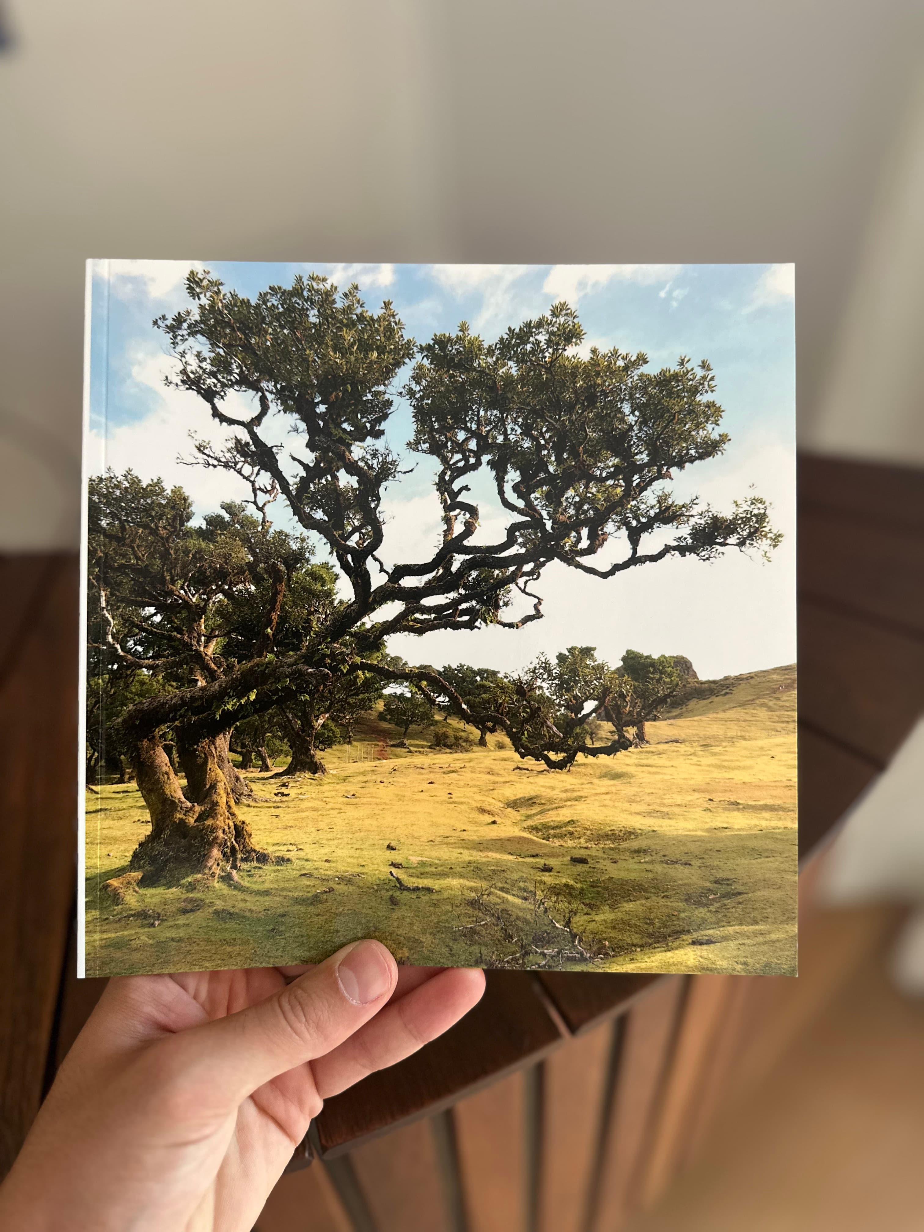 A hand holding a photobook whose cover shows an ancient laurel tree spreading over a sunlit meadow